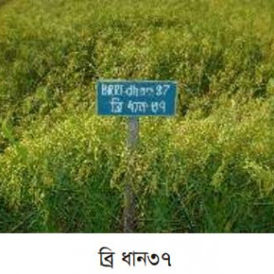 ব্রি ধান৩৭